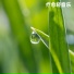 疗愈轻音乐