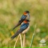 Bird Songs