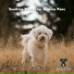 PawJam