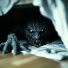 NocturneX