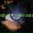 Shaut