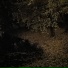 yttbloom