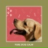 Dog Anxiety Relief