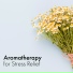 Sensual Massage to Aromatherapy Universe