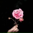 Lady Waks