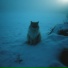 nleave, wintercat