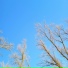 культульпа