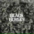 Black Burley