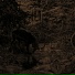 Agalloch