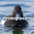 Nrimeeep Narvy