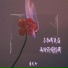 鱼儿七
