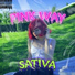 Sativa
