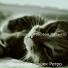 Музыка для кошек Ретро