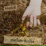 melan-holia