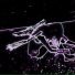 suixfert