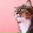 Cat Music