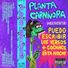 Planta Carnívora