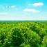 Love Road