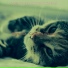 Музыка для кошек гостиная