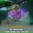 Syed subhani Agha
