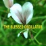 The Blessed Oscillator