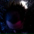 Noisia