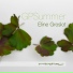 Eline Groslot