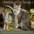 Cat Music Dreams, Cat Music Therapy