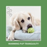Relaxing Dog Music