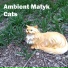 Ambient Matyk