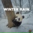 Panda Rain, Panda Nature, Panda Music