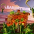 leanorthside