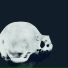 Fentom