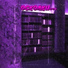 IPURPLE.