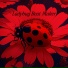 Ladybug Beat Maker