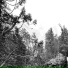 BLINO