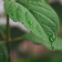 Nature Soundscape, Water Spa, Binaural Creations