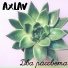 AxLav