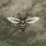 Bees Made Honey in the Vein Tree