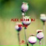 Alex Maso DJ