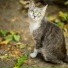 RelaxMyCat, Calm Music for Cats, Music For Cats TA