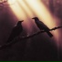 CROWS