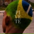 PIVETE PCC