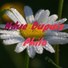 Ndue Dupuis