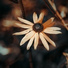 Photogenic 100mm feat. DisHand