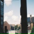poplar