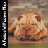 Sleeping Music For Dogs