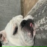 Chubbs