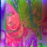 endizzy