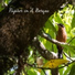 Sonidos De Pajaros